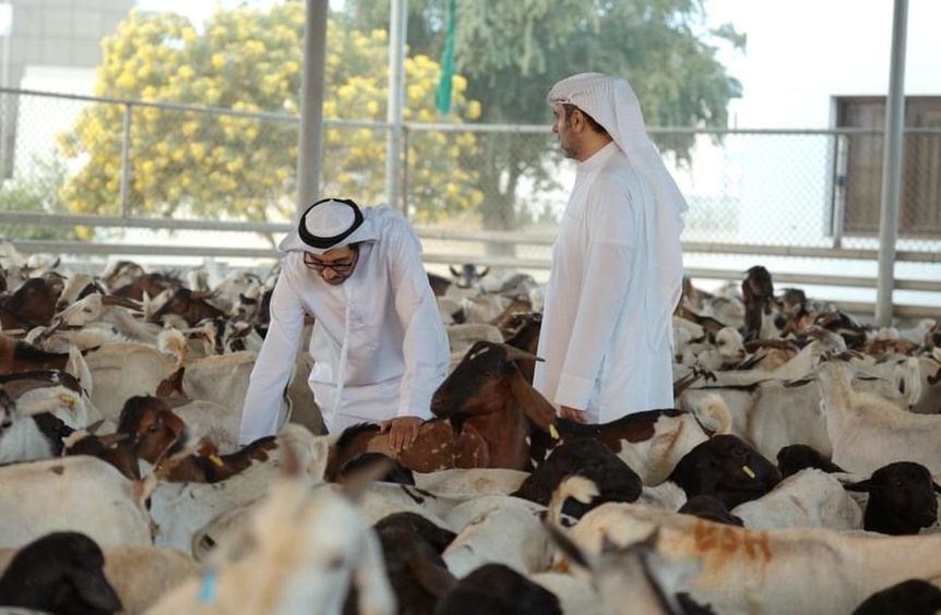 UAE Guarantees Steady Food Supply for Eid Celebrations